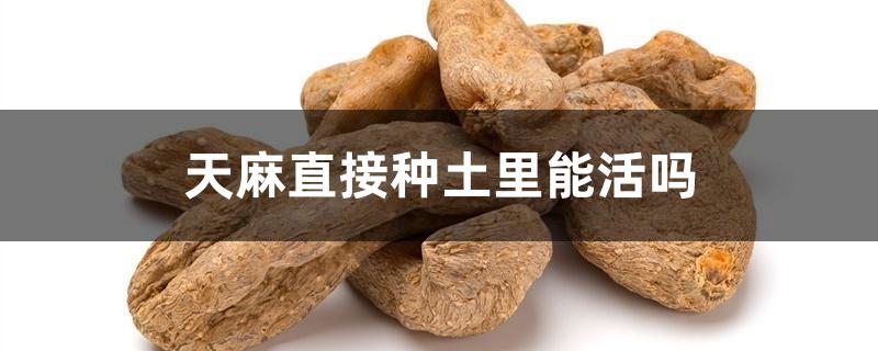 天麻直接种土里能活吗