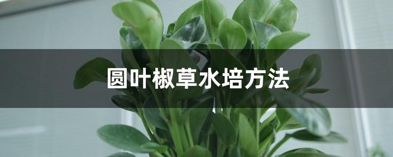 圆叶椒草水培方法 圆叶椒草水培方法