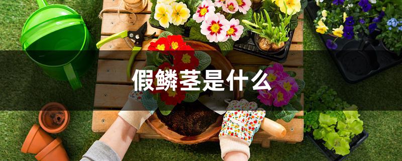 假鳞茎是什么