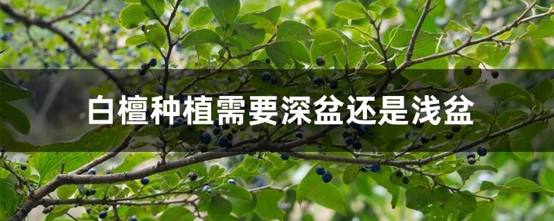 白檀种植需要深盆还是浅盆 白檀种植需要深盆还是浅盆