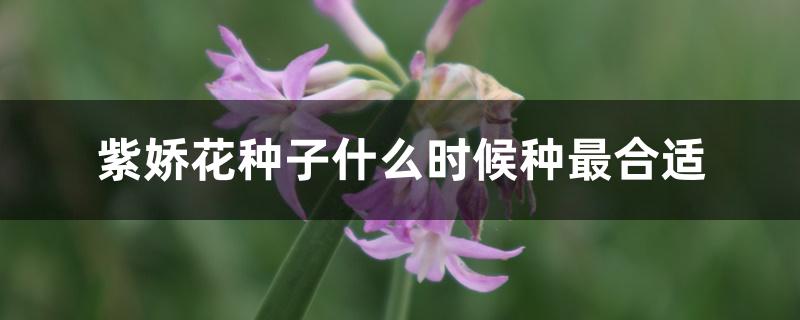 紫娇花种子什么时候种最合适 紫娇花种子什么时候种最合适