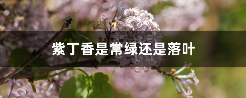 紫丁香是常绿还是落叶 紫丁香是常绿还是落叶