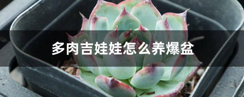 多肉吉娃娃怎么养爆盆 多肉吉娃娃怎么养爆盆