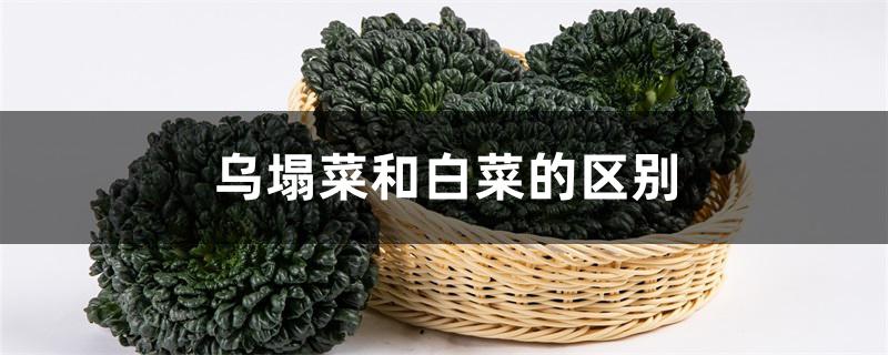 乌塌菜和白菜的区别 乌塌菜和白菜的区别