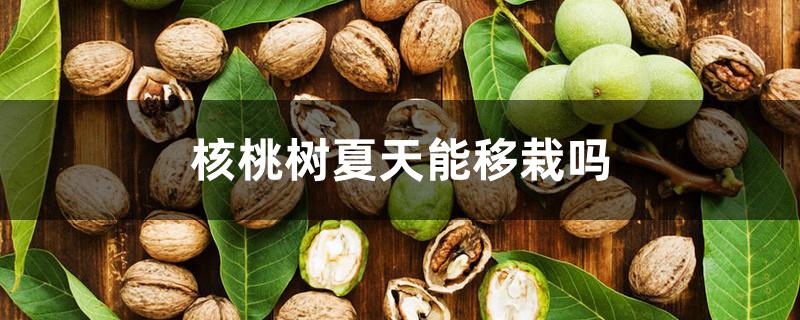 核桃树夏天能移栽吗 核桃树夏天能移栽吗