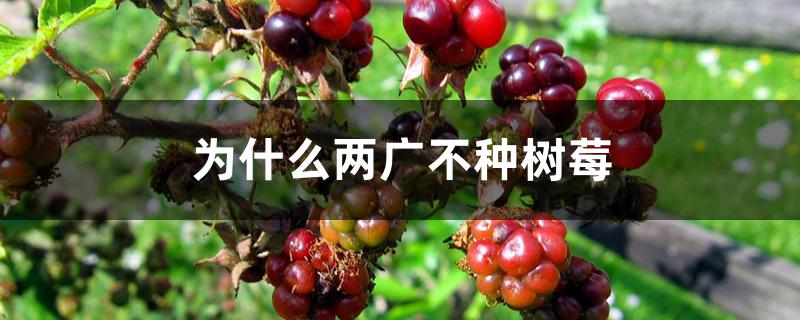 为什么两广不种树莓 为什么两广不种树莓