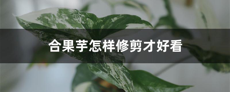 合果芋怎样修剪才好看 合果芋怎样修剪才好看