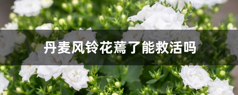 丹麦风铃花蔫了能救活吗 丹麦风铃花蔫了能救活吗