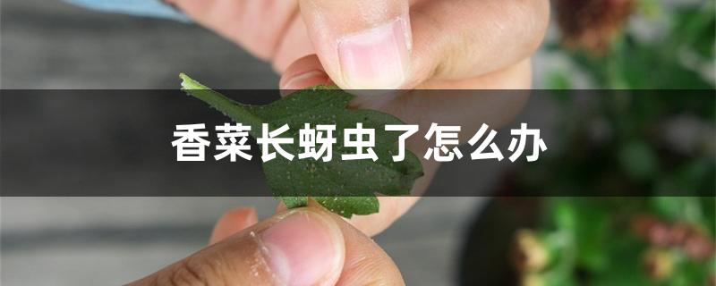 香菜长蚜虫了怎么办 香菜长蚜虫了怎么办