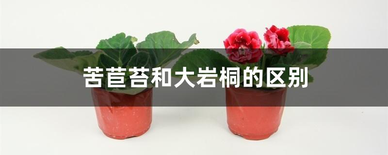 苦苣苔和大岩桐的区别 苦苣苔和大岩桐的区别