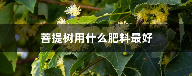 菩提树用什么肥料最好 菩提树用什么肥料最好
