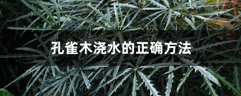 孔雀木浇水的正确方法 孔雀木浇水的正确方法
