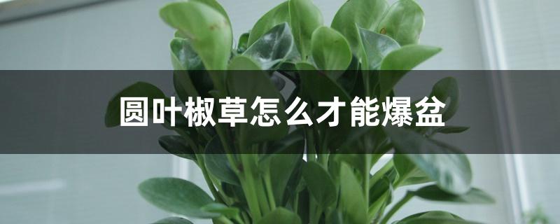 圆叶椒草怎么才能爆盆 圆叶椒草怎么才能爆盆
