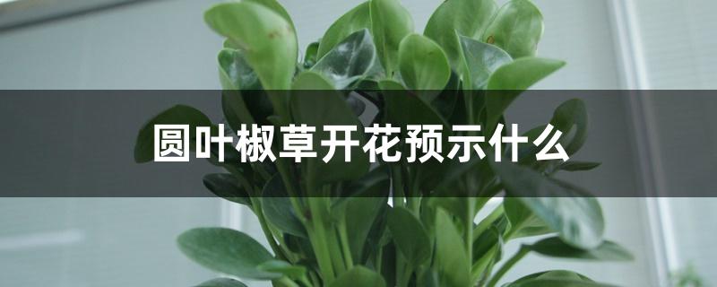 圆叶椒草开花预示什么