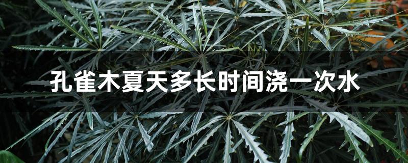 孔雀木夏天多长时间浇一次水 孔雀木夏天多长时间浇一次水