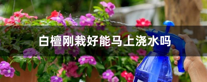 白檀刚栽好能马上浇水吗