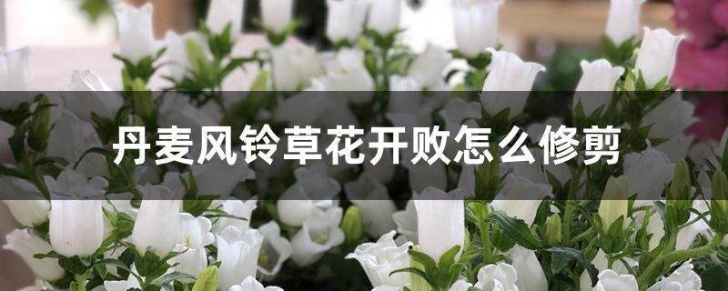 丹麦风铃草花开败怎么修剪 丹麦风铃草花开败怎么修剪