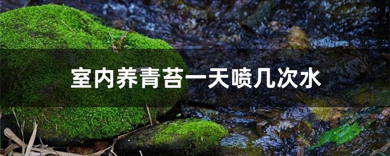 室内养青苔一天喷几次水 室内养青苔一天喷几次水