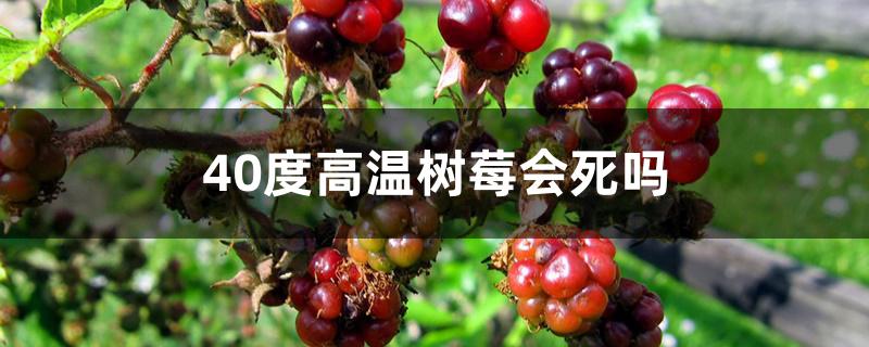40度高温树莓会死吗 40度高温树莓会死吗