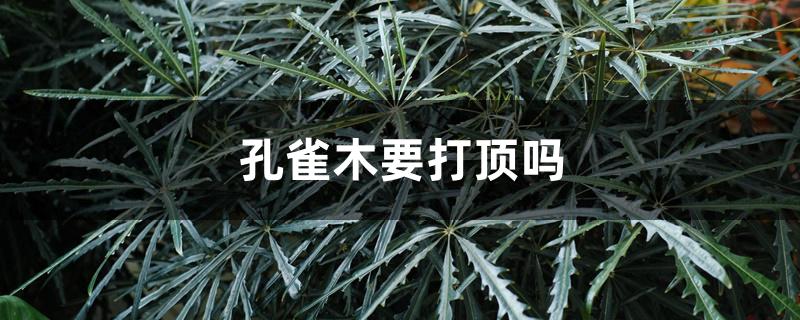 孔雀木要打顶吗 孔雀木要打顶吗