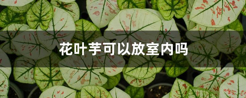 花叶芋可以放室内吗 花叶芋可以放室内吗