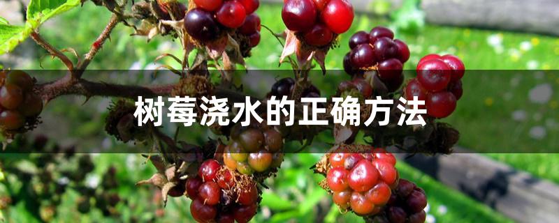 树莓浇水的正确方法 树莓浇水的正确方法