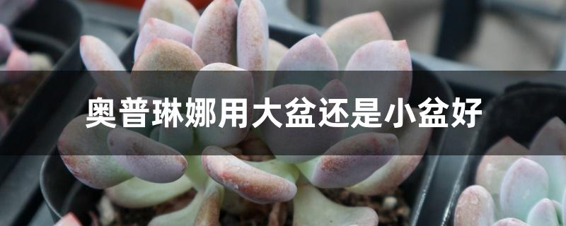 奥普琳娜用大盆还是小盆好