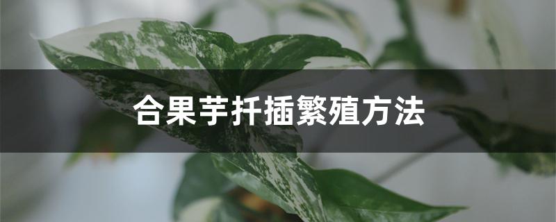 合果芋扦插繁殖方法 合果芋扦插繁殖方法