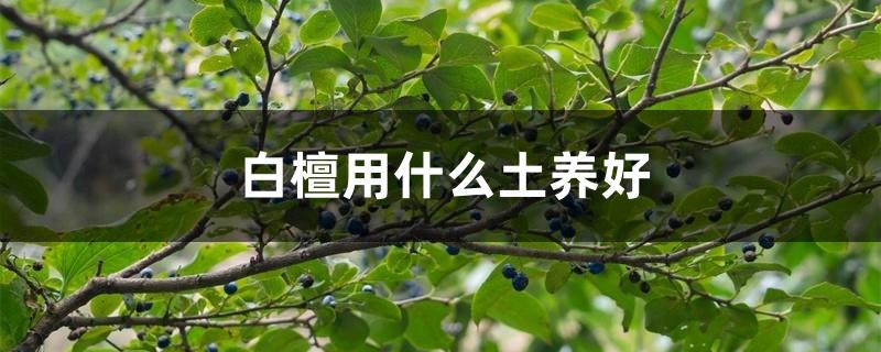 白檀用什么土养好 白檀用什么土养好