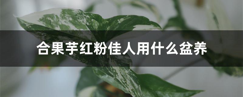 合果芋红粉佳人用什么盆养 合果芋红粉佳人用什么盆养