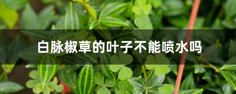 白脉椒草的叶子不能喷水吗 白脉椒草的叶子不能喷水吗