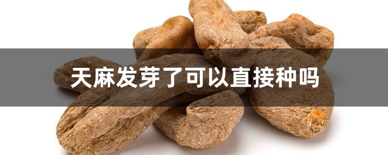 天麻发芽了可以直接种吗