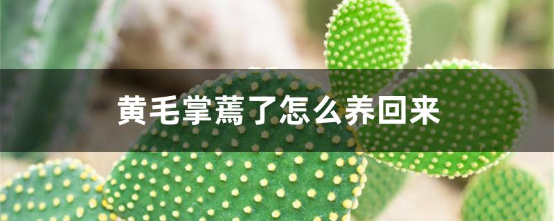 黄毛掌蔫了怎么养回来 黄毛掌蔫了怎么养回来