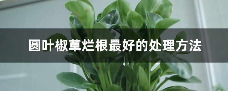 圆叶椒草烂根最好的处理方法 圆叶椒草烂根最好的处理方法