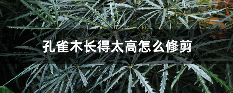 孔雀木长得太高怎么修剪 孔雀木长得太高怎么修剪