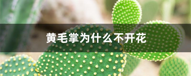 黄毛掌为什么不开花 黄毛掌为什么不开花