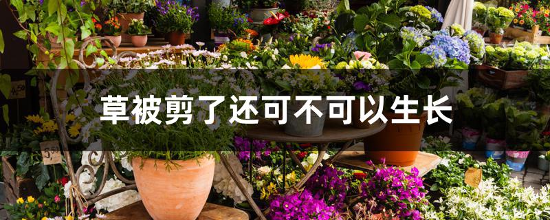 草被剪了还可不可以生长 草被剪了还可不可以生长