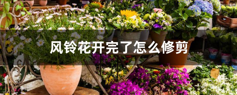 风铃花开完了怎么修剪 风铃花开完了怎么修剪