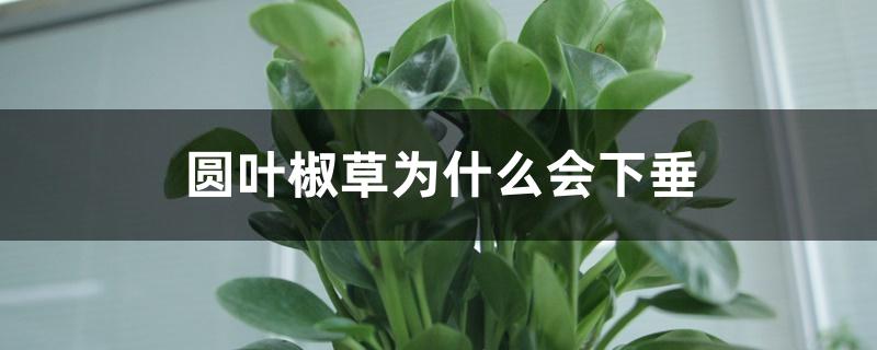 圆叶椒草为什么会下垂 圆叶椒草为什么会下垂