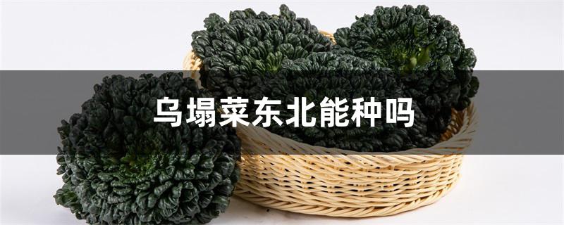 乌塌菜东北能种吗 乌塌菜东北能种吗