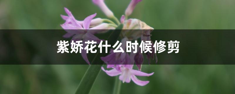紫娇花什么时候修剪 紫娇花什么时候修剪