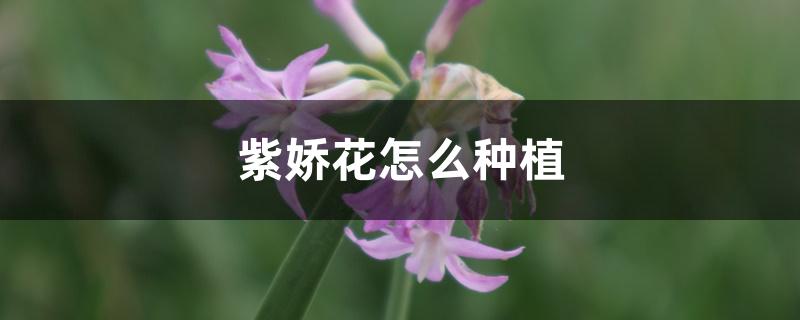 紫娇花怎么种植 紫娇花怎么种植