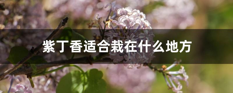 紫丁香适合栽在什么地方 紫丁香适合栽在什么地方