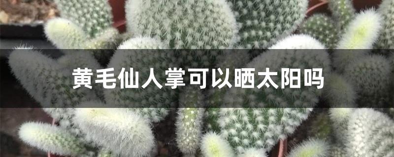 黄毛仙人掌可以晒太阳吗 黄毛仙人掌可以晒太阳吗