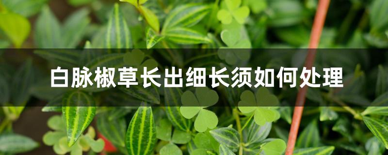 白脉椒草长出细长须如何处理 白脉椒草长出细长须如何处理