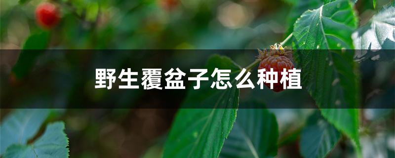 野生覆盆子怎么种植
