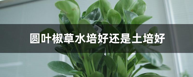 圆叶椒草水培好还是土培好 圆叶椒草水培好还是土培好