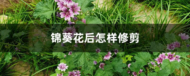 锦葵花后怎样修剪 锦葵花后怎样修剪
