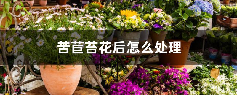 苦苣苔花后怎么处理 苦苣苔花后怎么处理