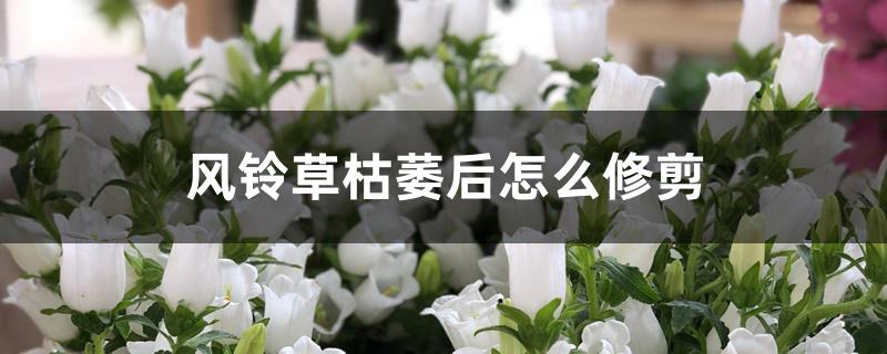 风铃草枯萎后怎么修剪 风铃草枯萎后怎么修剪
